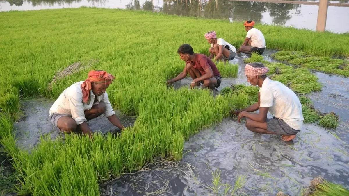 committee related to farmers filed interim report supreme court