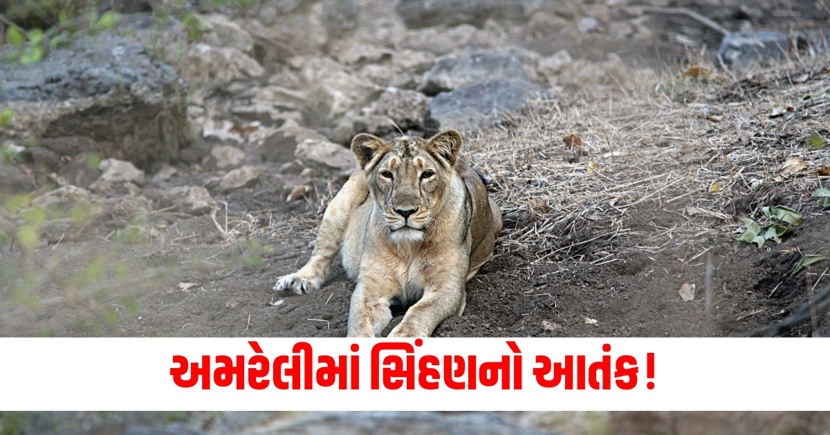 gujrat amreli minor girl killed in attack by lioness caught lcltm rptc