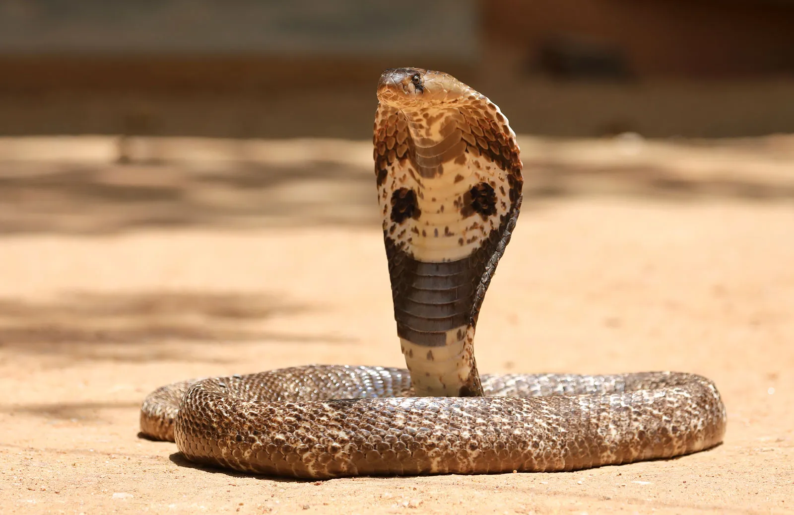 most venomous snakes in india cobra and karait snake king cobra naag