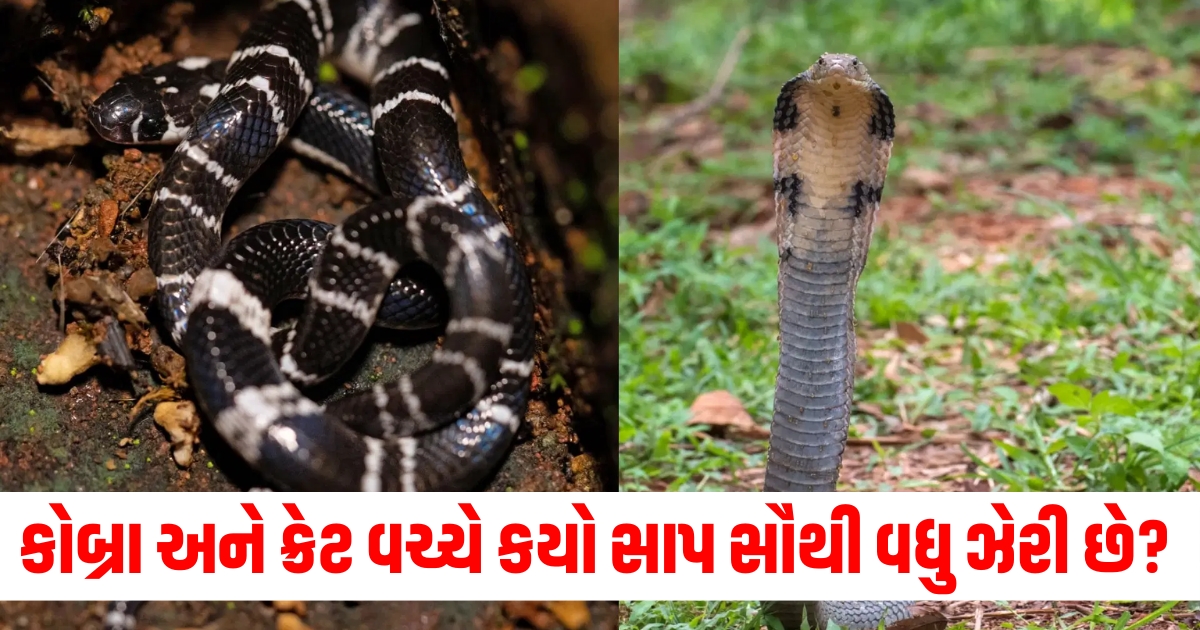 most venomous snakes in india cobra and karait snake king cobra naag1