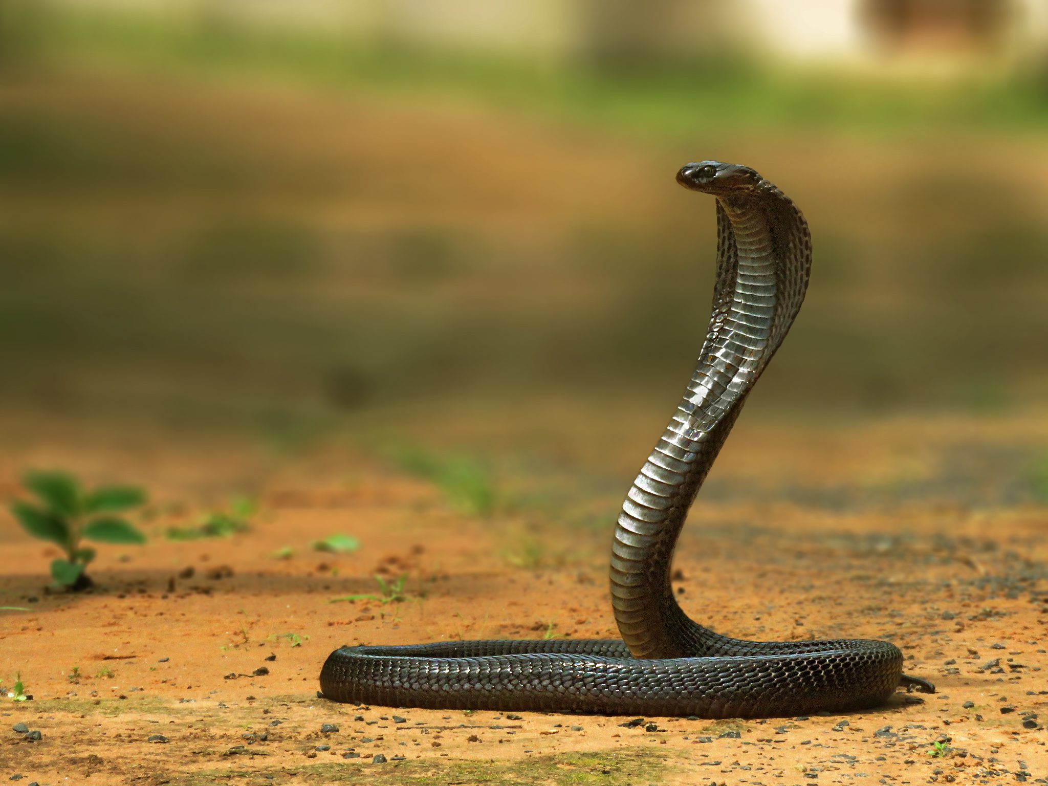 most venomous snakes in india cobra and karait snake king cobra naag2