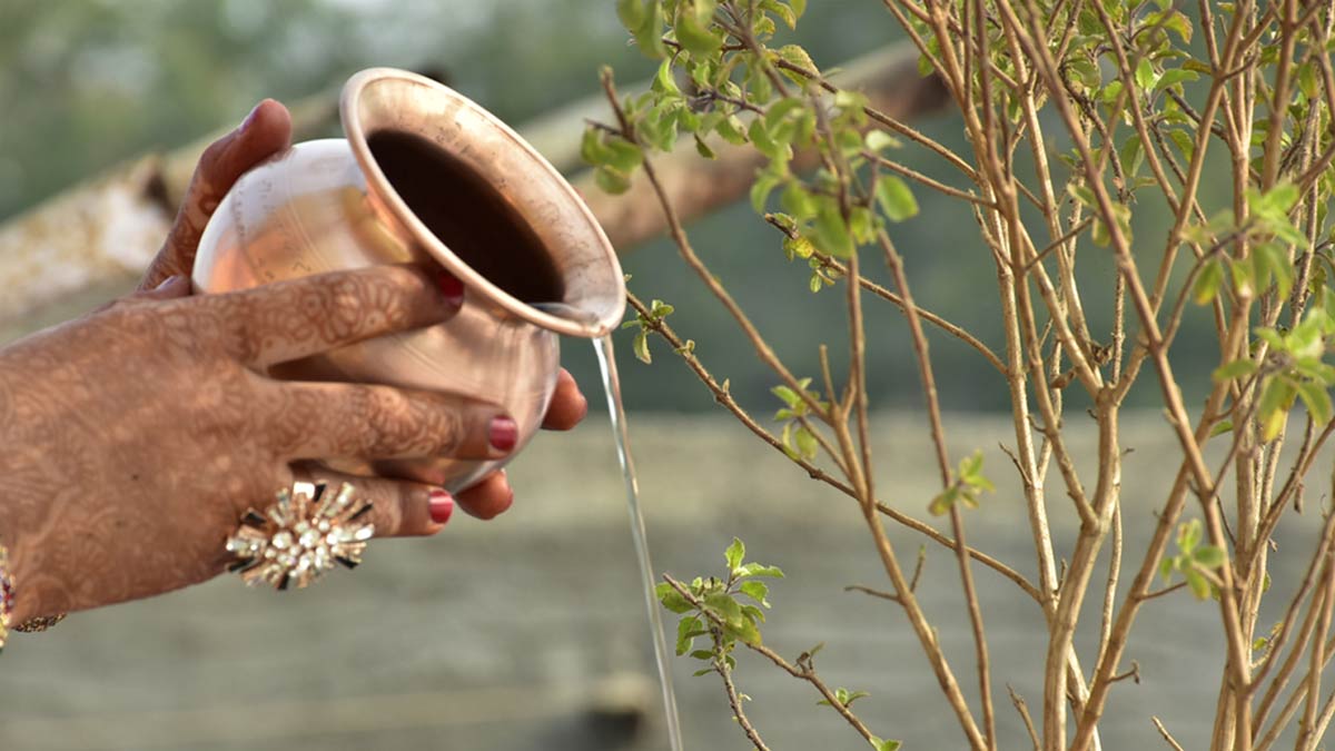 tulsi puja niyam do not do these 5 work while offering water in basil pulsi tulsi me jal chadhane ke niyam345