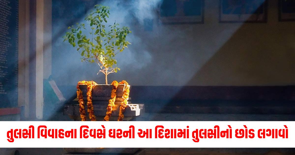 vastu shastra tulsi vivah 2024 on the day of tulsi vivah plant a tulsi plant in this direction tulsi lagane ki vidhi 324