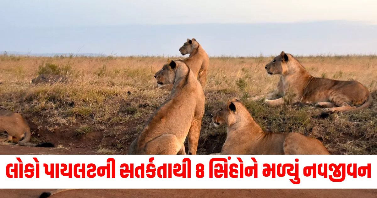 lions were roaming on the railway track vigilance of loco pilot saved life of 8 lion in bhavnagar