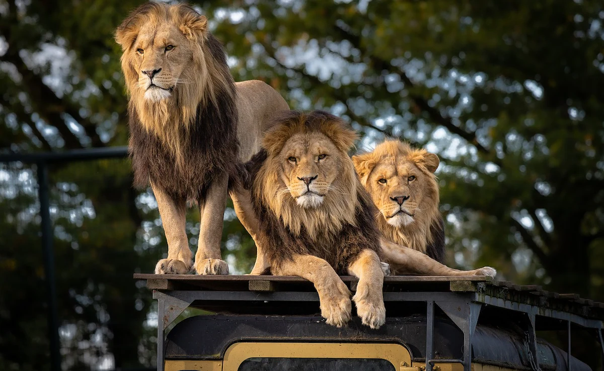 lions were roaming on the railway track vigilance of loco pilot saved life of 8 lion in bhavnagarssewrw