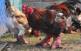 most expensive chickens in the world know price and features sa7i5i56