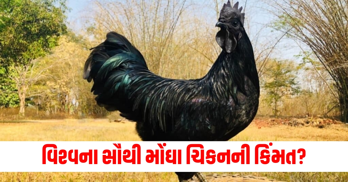 most expensive chickens in the world know price and features sadjhetjhe