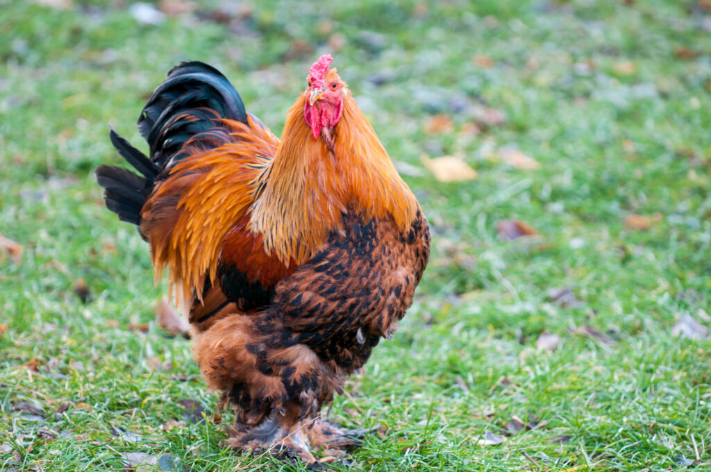 most expensive chickens in the world know price and features sai5656u56