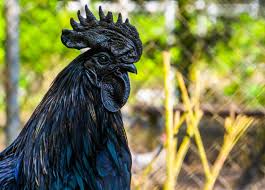 most expensive chickens in the world know price and features sai5t5y