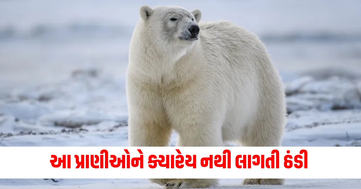 polar bears do not feel cold they roam outside in snowfall and snow