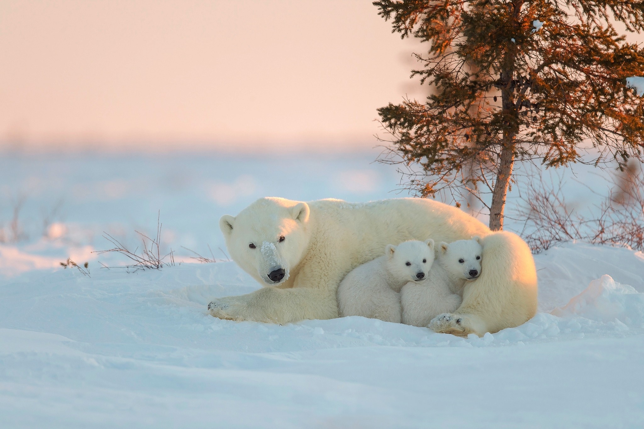 polar bears do not feel cold they roam outside in snowfall and snow2