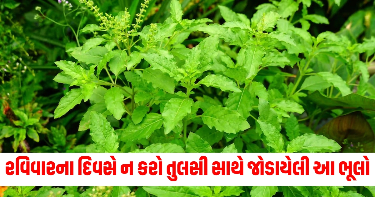 religion tulsi puja niyam do not make these mistakes related to tulsi on sunday