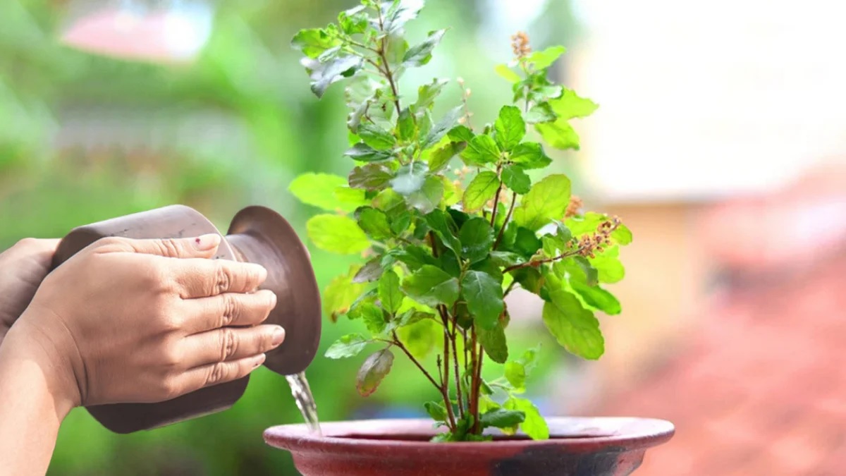 religion tulsi puja niyam do not make these mistakes related to tulsi on sunday1