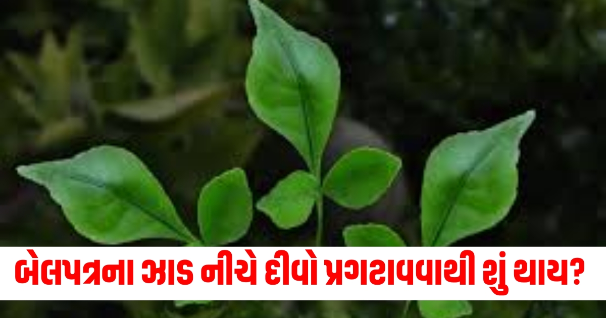 what happen if you light a lamp under belpatra tree which god get blessings from know 5 benefits say astrologertijtu