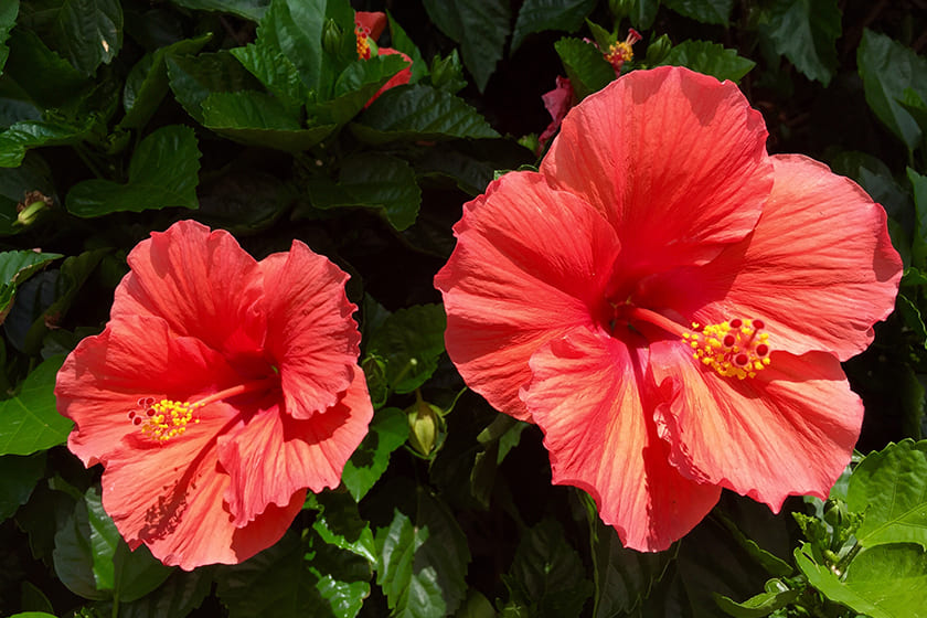 2 ways to use hibiscus for healthy hair