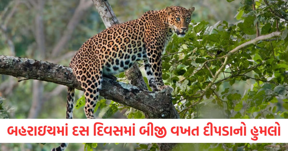 bahraich news leopard attacked eight year old girl and death forest department