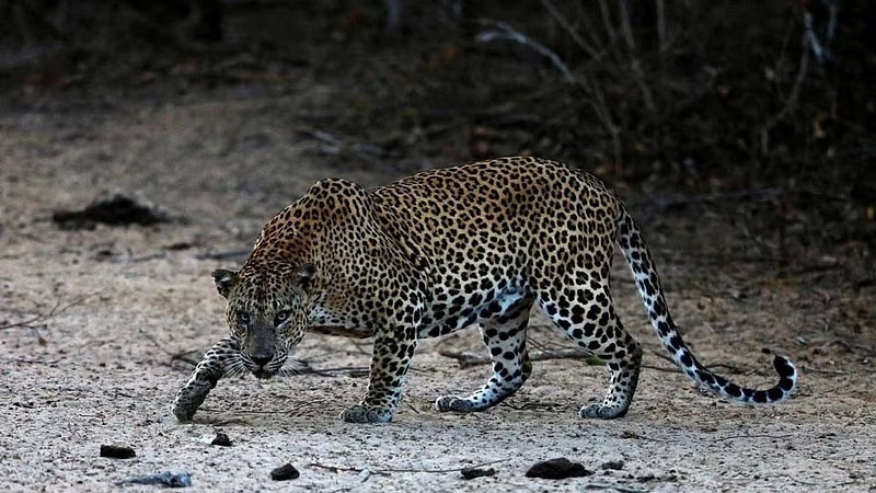 bahraich news leopard attacked eight year old girl and death forest department2