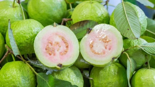 food news right time to consume guava and dishes made of it2