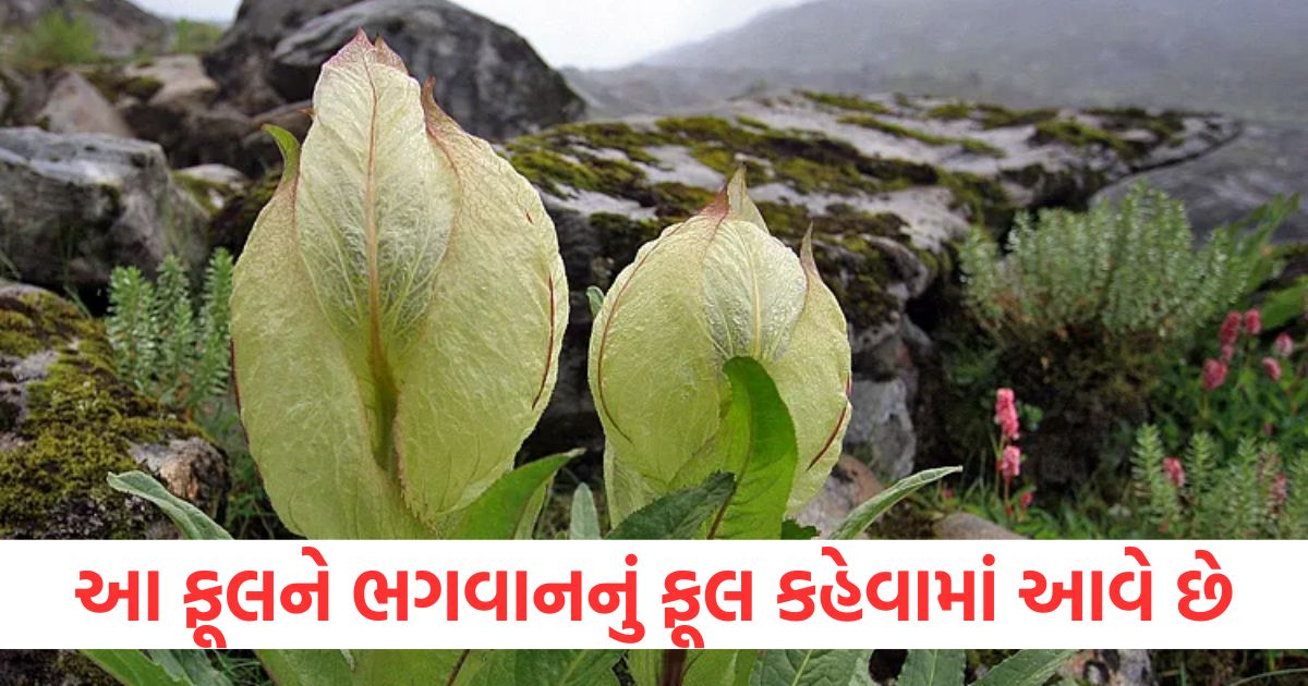 in uttarakhand this lotus flower called flower of god know here