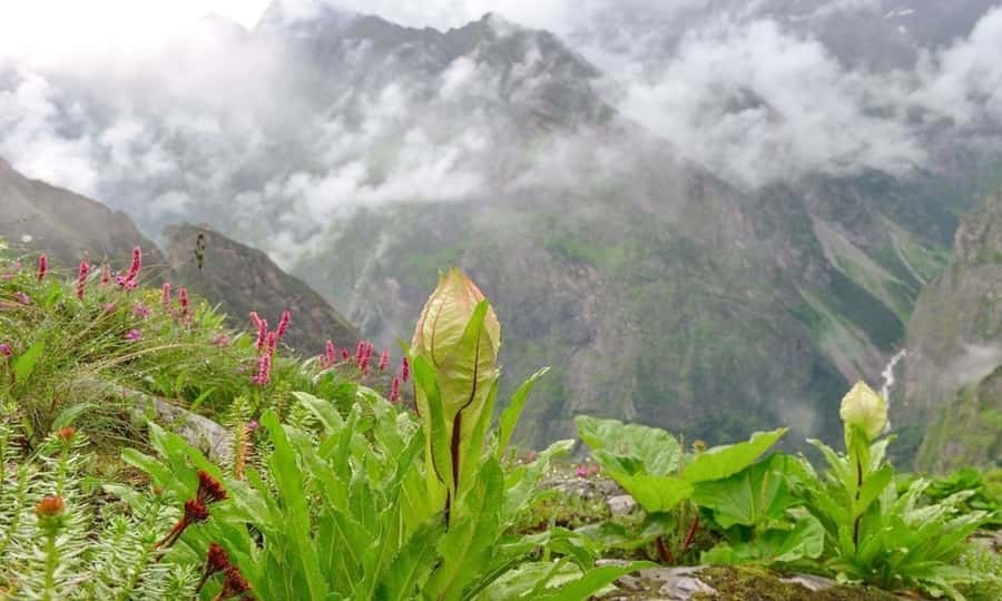 in uttarakhand this lotus flower called flower of god know here1 1