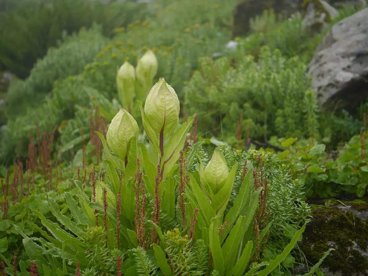 in uttarakhand this lotus flower called flower of god know here2