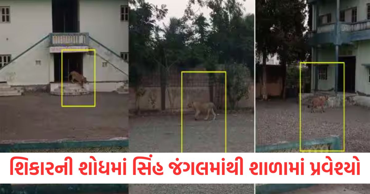 lion enters school in gujarat video goes viral on internet