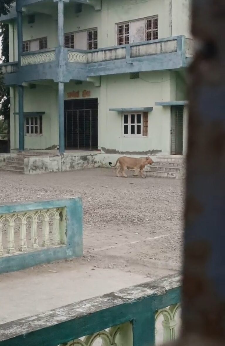 lion enters school in gujarat video goes viral on internet1