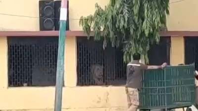 lion enters school in gujarat video goes viral on internet2