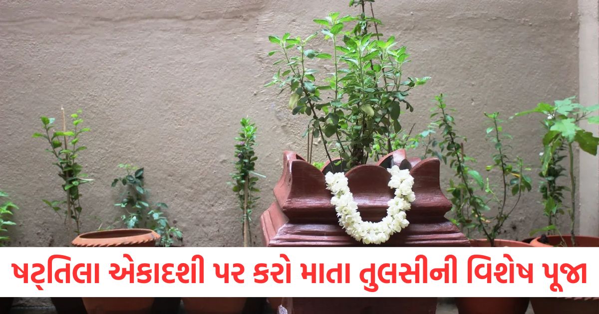 shattila ekadashi 2025 date and time maa tulsi ki aarti hey gopal krishna karu aarti teri or more