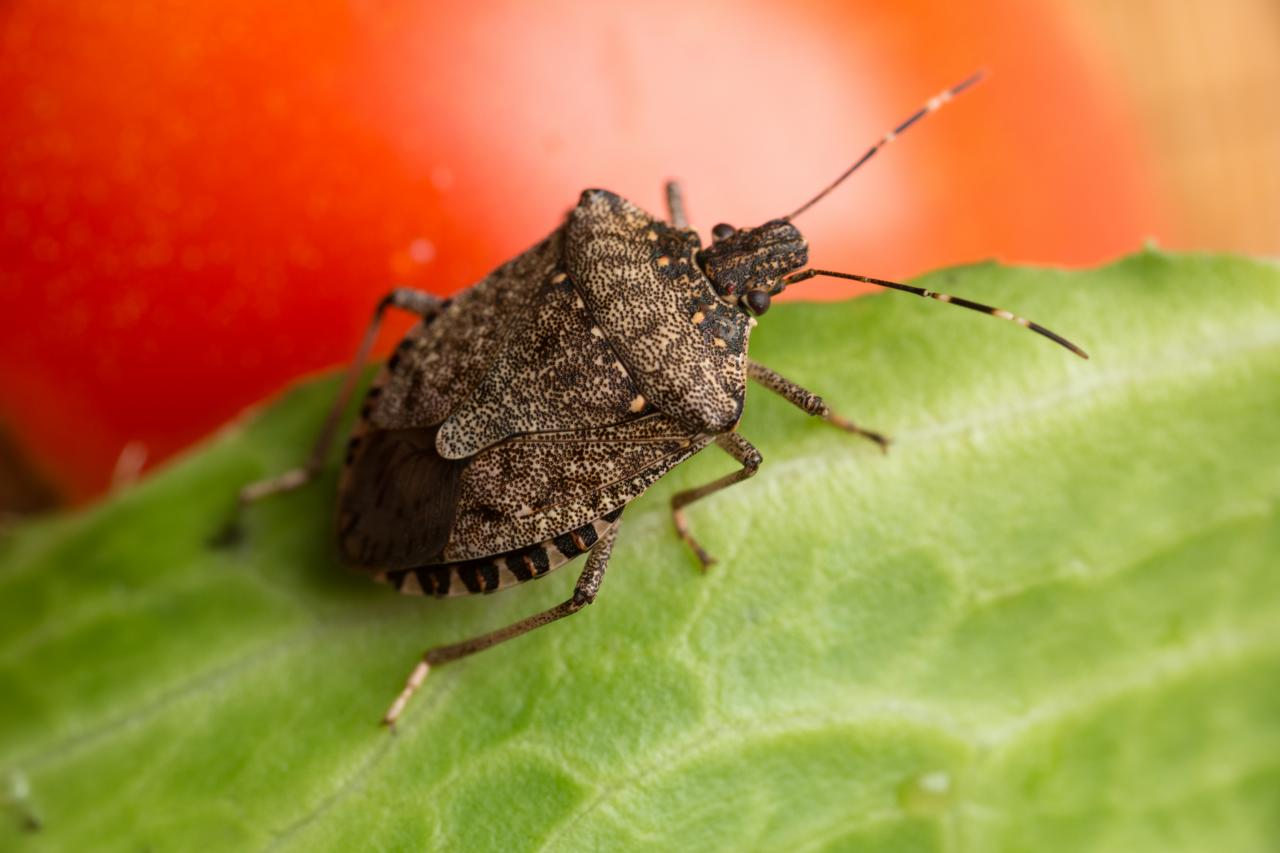 why insects become less in winter this is the science behind it