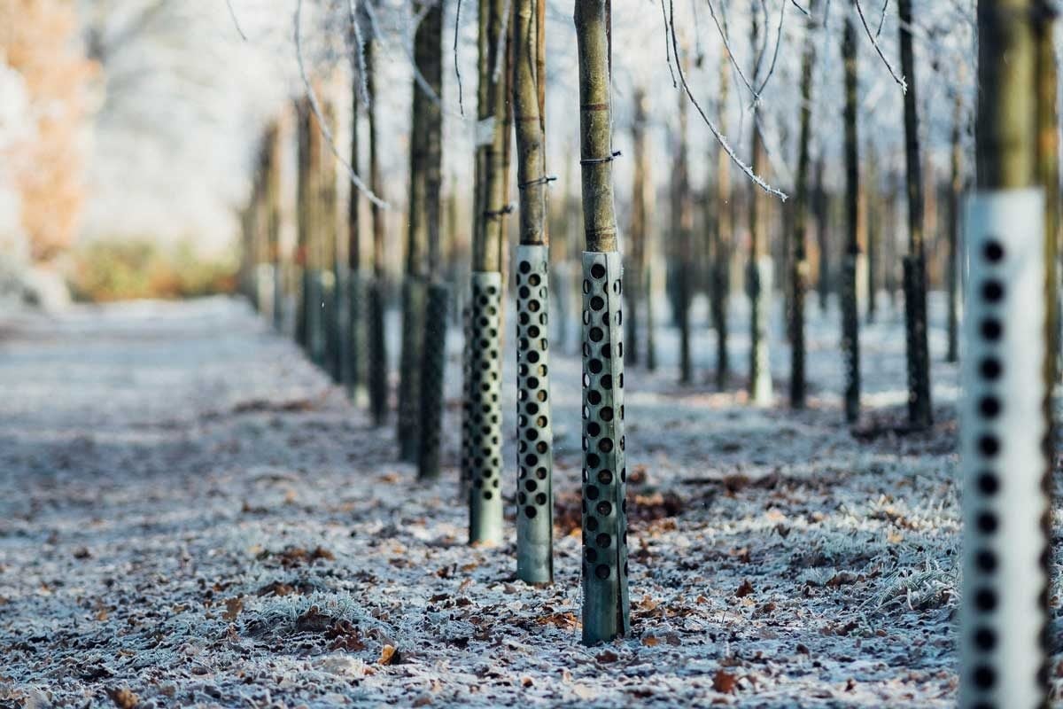 why metal sheet wrapped around trees why tree baffles wrapped general knowledge trending1