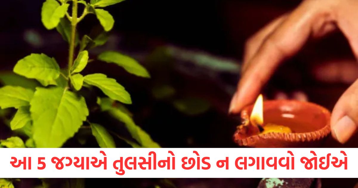 આ 5 જગ્યાએ તુલસીનો છોડ ન લગાવવો જોઈએ