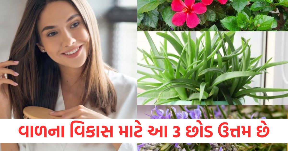 3 plants best for hair growth know how to use them2