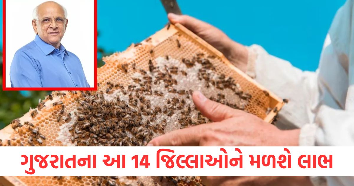 gujarat government 14 districts will get benefits subsidy scheme is implemented for beekeepers