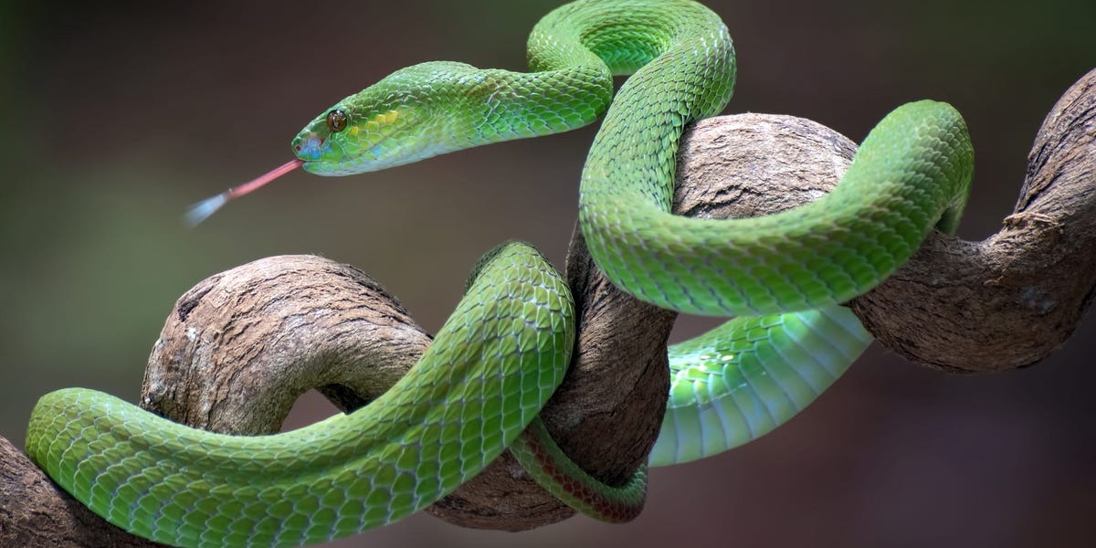 what does it mean to see a snake in a dream1