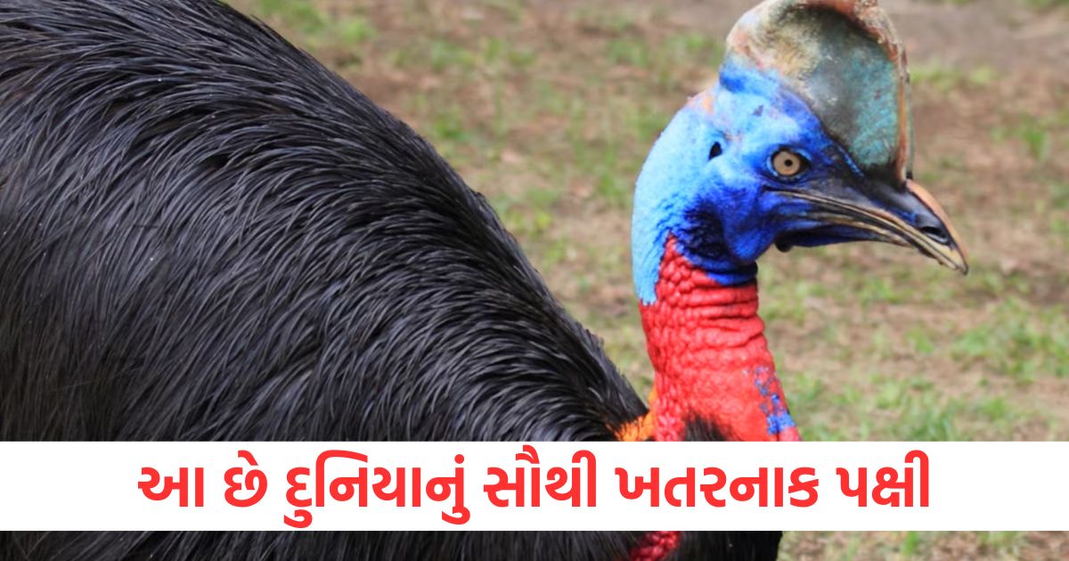 આ છે દુનિયાનું સૌથી ખતરનાક પક્ષી