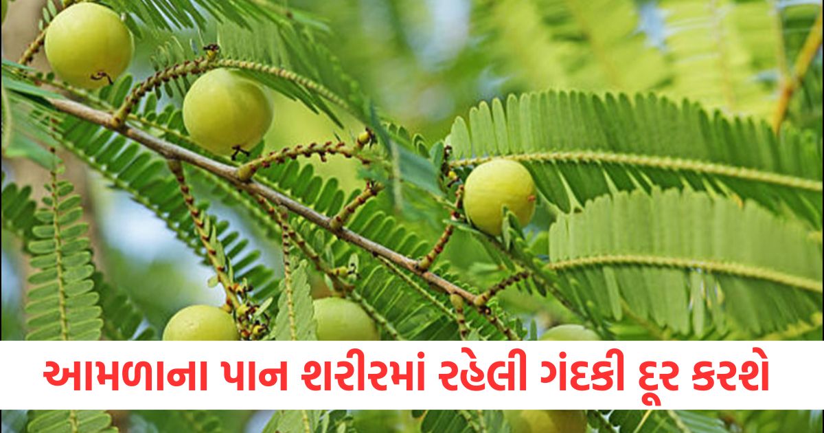 આમળાના પાન શરીરમાં રહેલી ગંદકી દૂર કરશે ewrweew