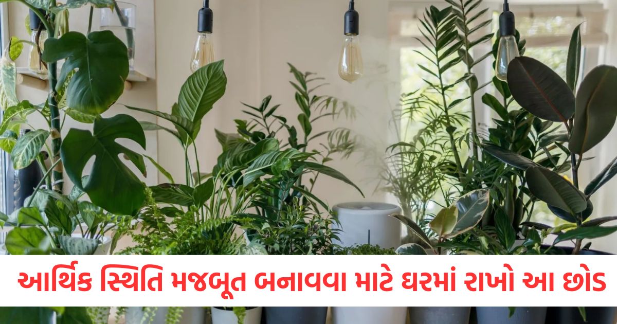 આર્થિક સ્થિતિ મજબૂત બનાવવા માટે ઘરમાં રાખો આ છોડ