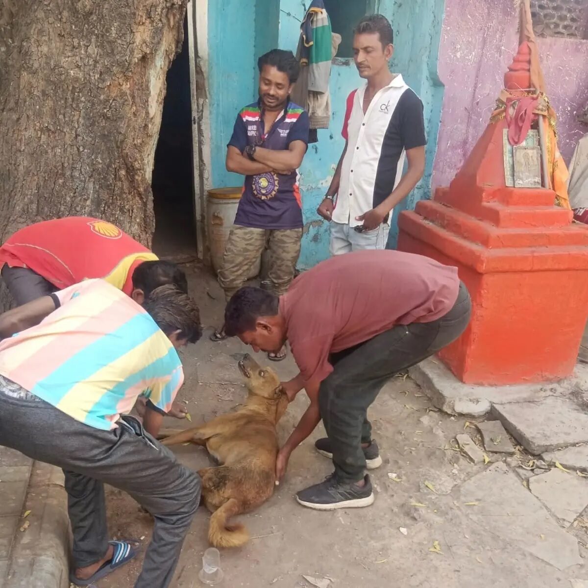 ahmedabad dog welfare unit treated 182 sick dogs in four months e1742273148638