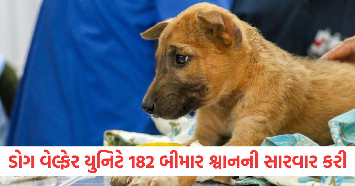 ahmedabad dog welfare unit treated 182 sick dogs in four months1