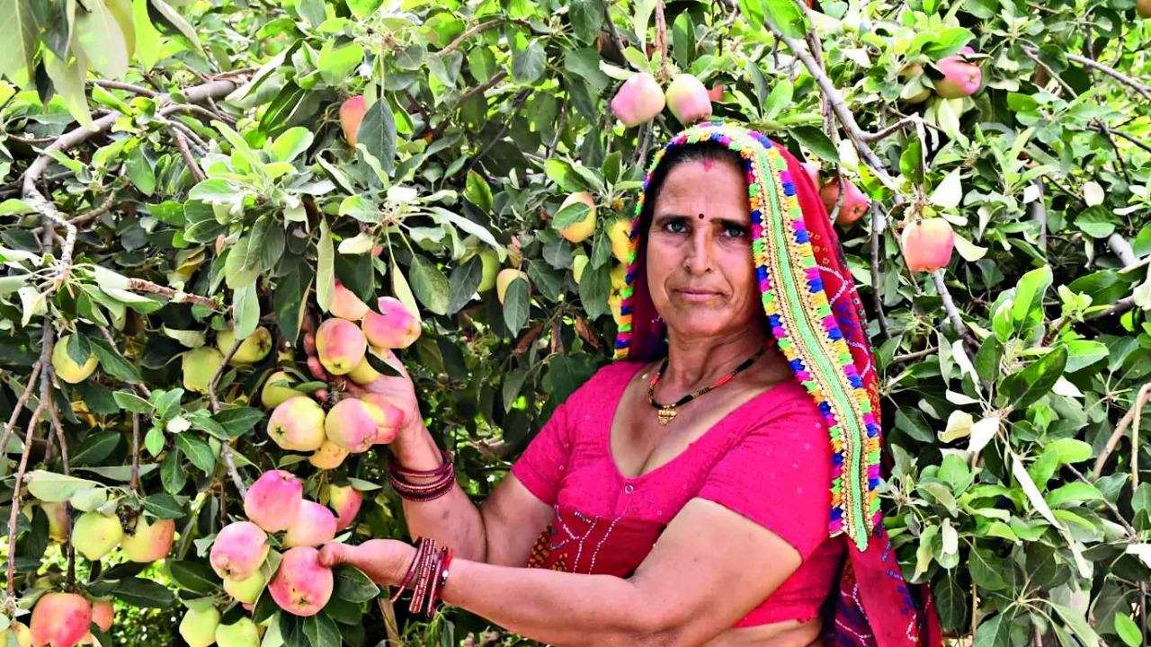 apple cultivation in hot and dry climate of rajasthan apple orchards in sikar jhunjhunu