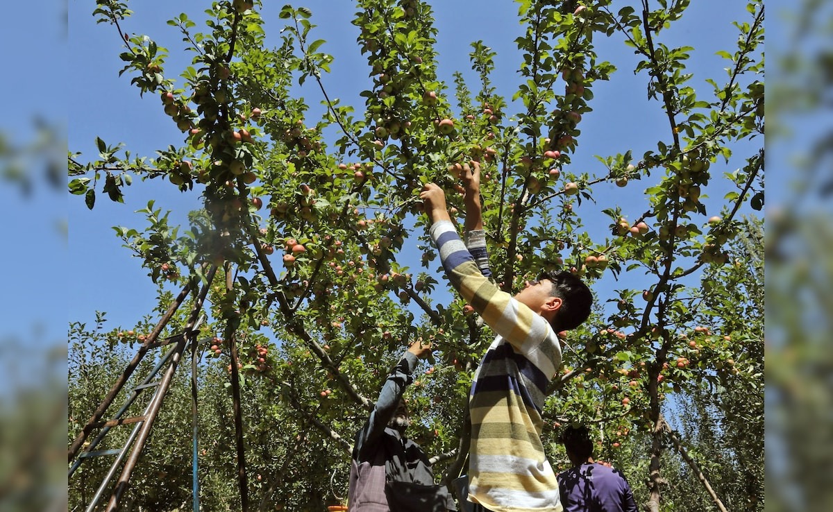 apple cultivation in hot and dry climate of rajasthan apple orchards in sikar jhunjhunu1