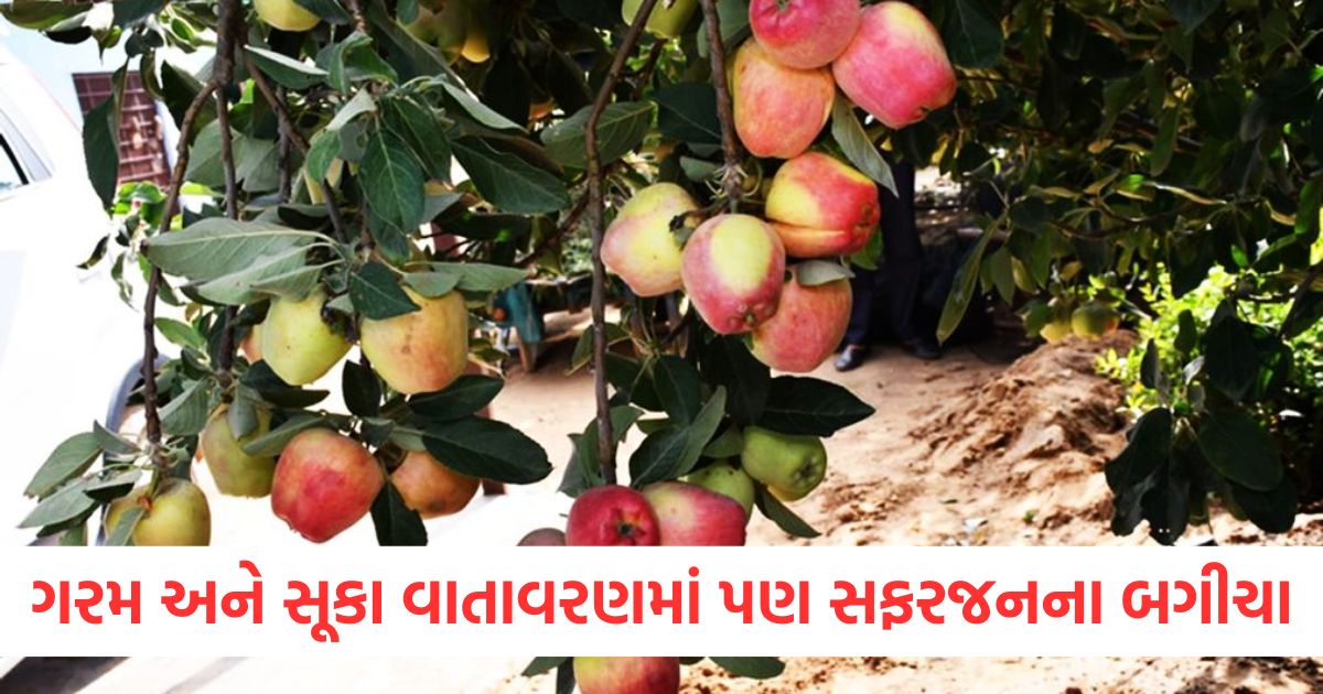 apple cultivation in hot and dry climate of rajasthan apple orchards in sikar jhunjhunu2