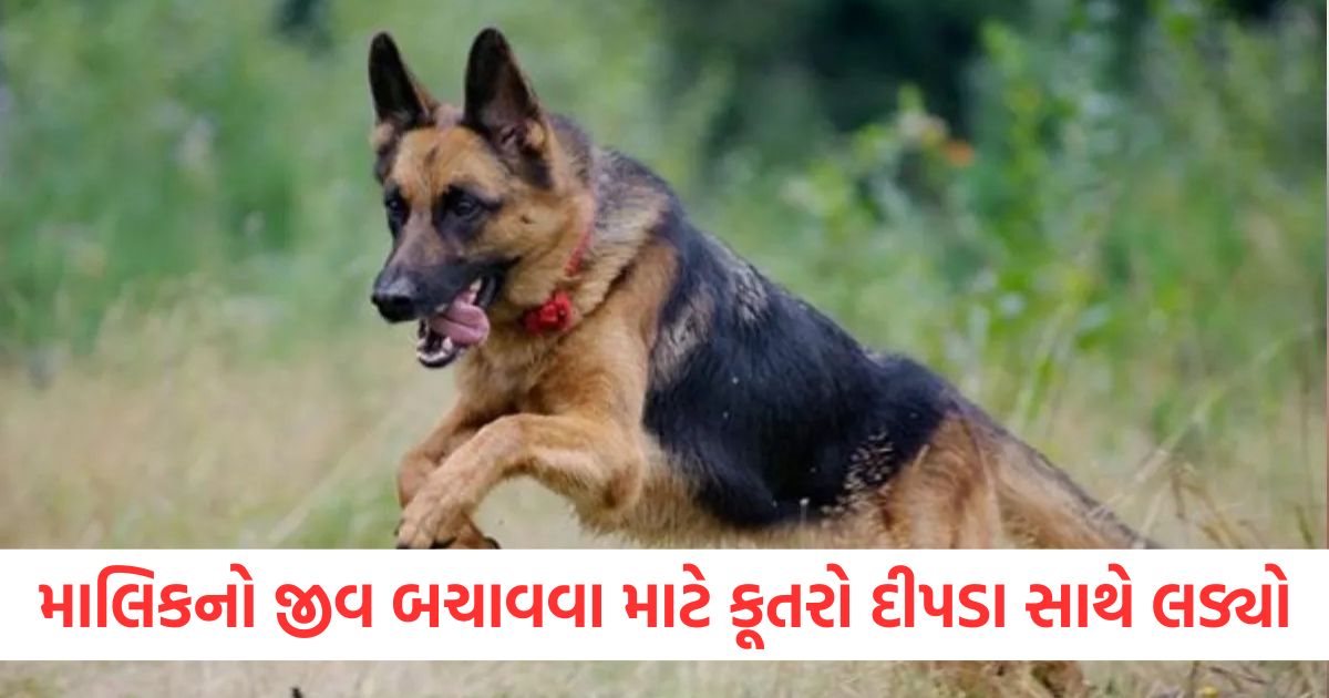 માલિકનો જીવ બચાવવા માટે કૂતરો દીપડા સાથે લડ્યો, પોતે ઘાયલ થયો અને પરિવારનો જીવ બચાવ્યો bageshwar dog fought with leopard to save the life of the owner got injured