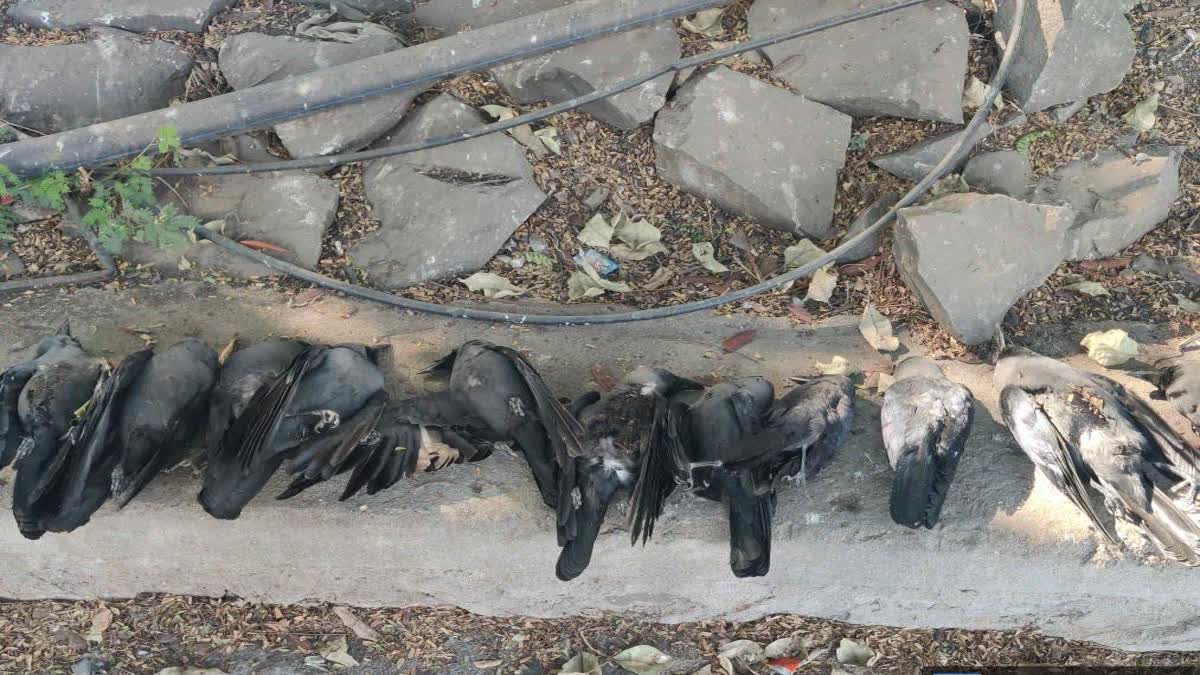 maharashtra bird flu wreaks in solapur more than 100 crows die1