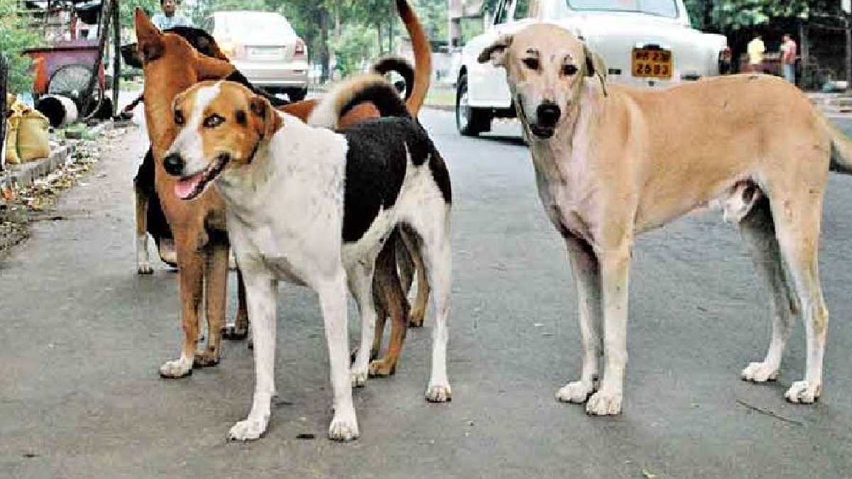 nagpur stray dogs attacked a 4 year old girl the innocent died in the incident1