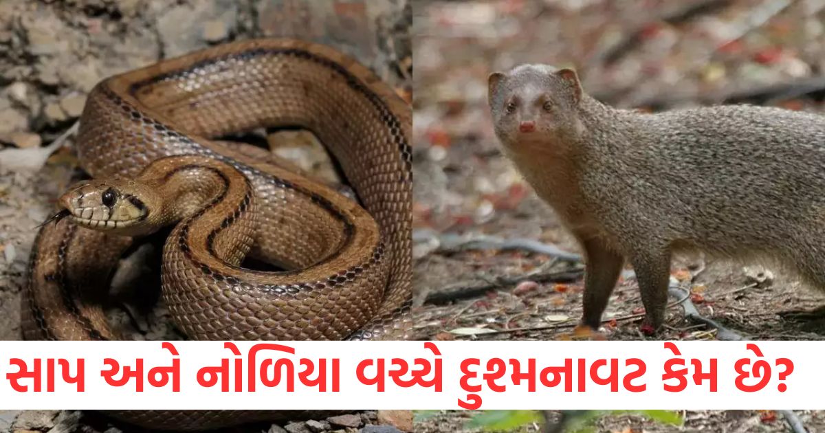 why snake poison not effective on mongoose and why enmity between snake and mongoose