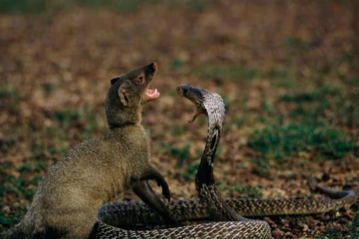 why snake poison not effective on mongoose and why enmity between snake and mongoose1