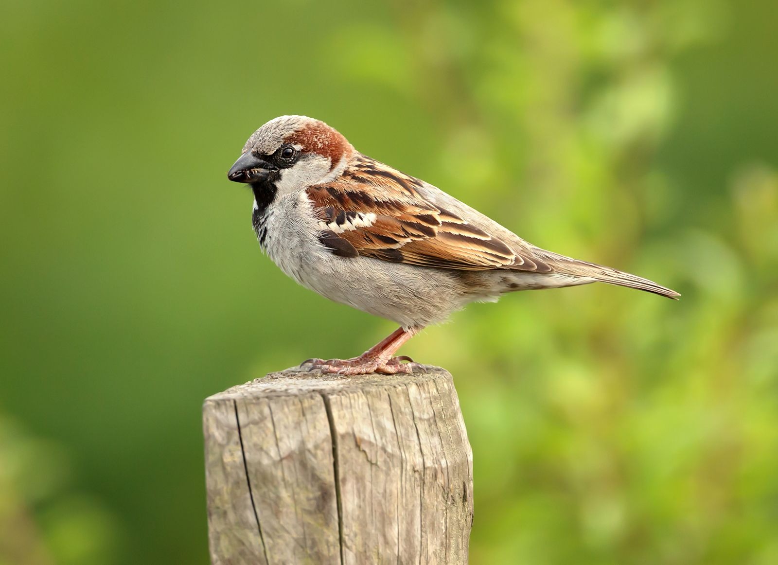 world sparrow day why does sparrow not see in cities why only villages have them