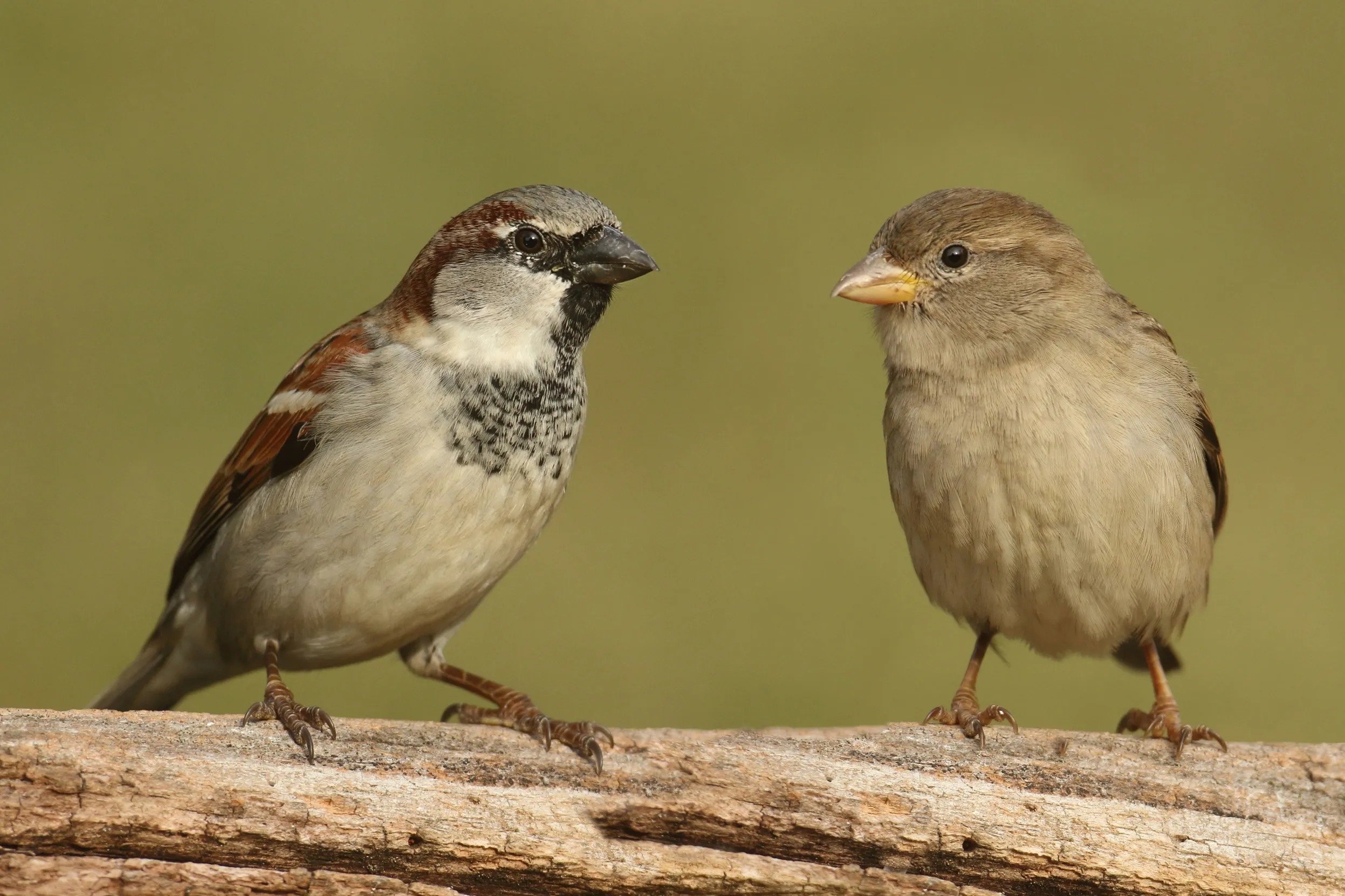 world sparrow day why does sparrow not see in cities why only villages have them1